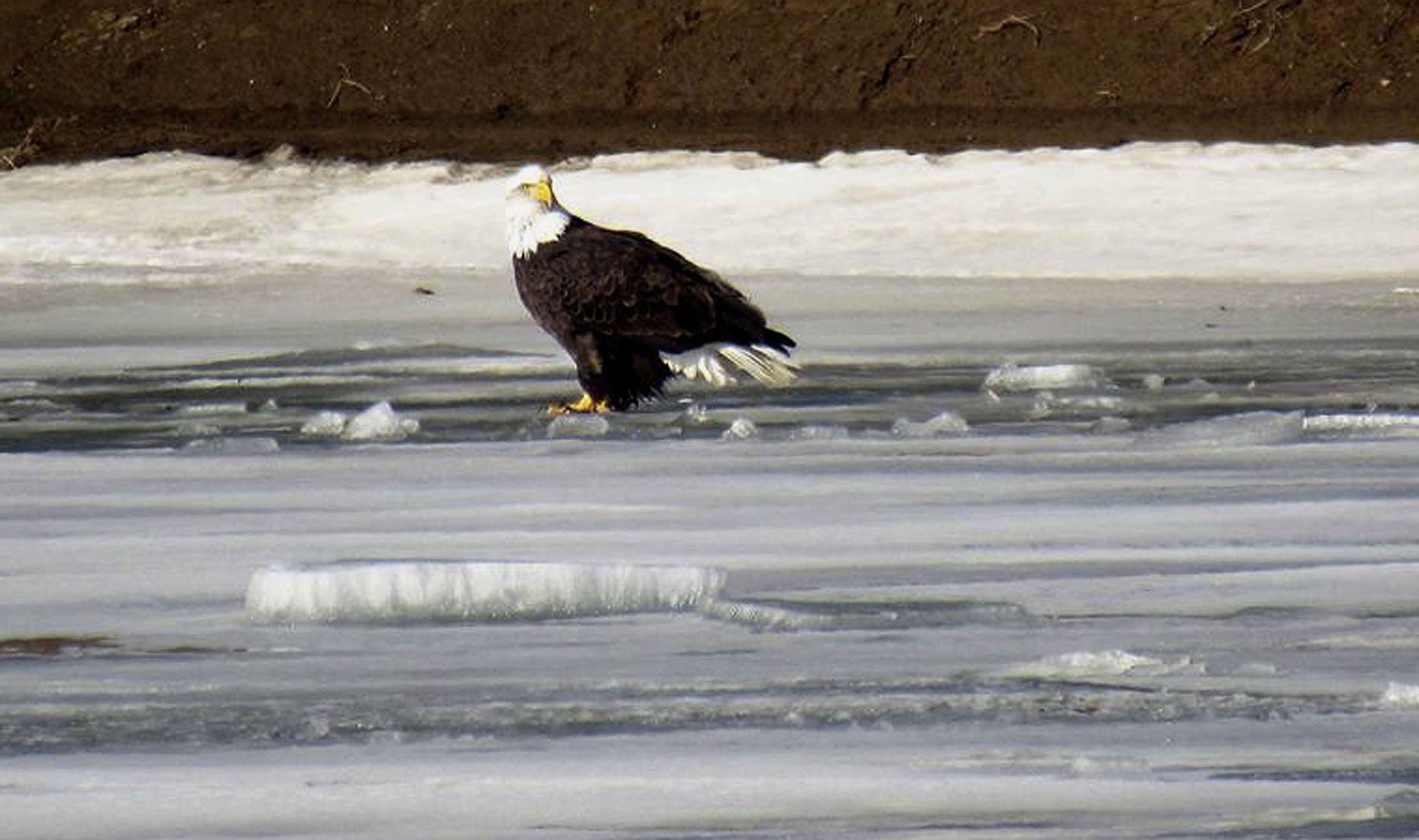 012419-blm-lif-3eagles